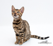  Bengal Sachsen